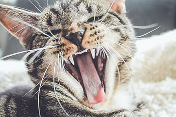 Animals, Cat, Aggression, Grin, Muzzle HD wallpaper