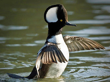 Amazing Duck, cool, duck, amazing HD wallpaper