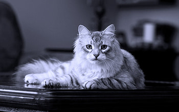 Animals, Cat, Fluffy, Lies, Beautiful HD wallpaper