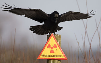 Animals, Nameplate, Plate, Raven, Warning, Danger HD wallpaper