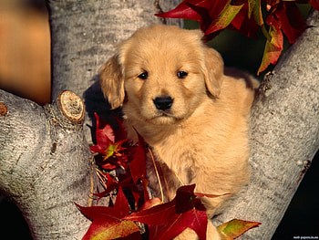 Animals, Dogs HD wallpaper
