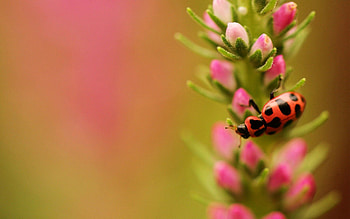 Plant, Macro, Branch, Insect HD wallpaper