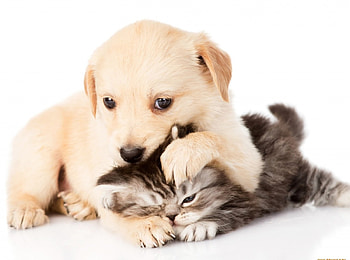 Don't Worry Kitty, animal, dog, kitten, puppy, cat HD wallpaper