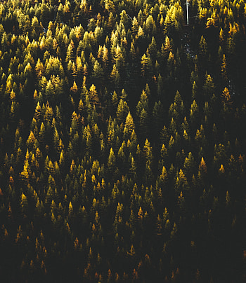 Nature, Trees, View From Above, Forest HD phone wallpaper