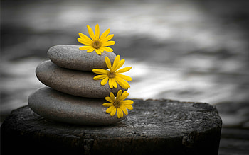 Flowers, Background, Stones HD wallpaper