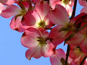Dogwood, nature, flowers HD wallpaper