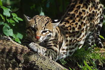 Ocelot, Beautiful , Nature's marvel, graphic perfection HD wallpaper