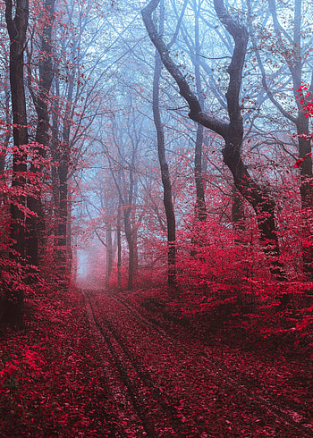 Nature, Trees, Road, Forest, Fog HD phone wallpaper