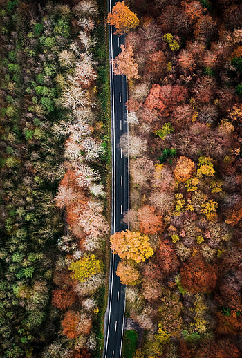 Nature, Trees, View From Above, Top, Road, Forest, Tops HD phone wallpaper