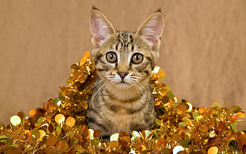 Animals, Cat, Striped, Playful, Tinsel HD wallpaper