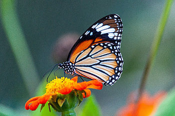 Butterfly, Spri, Wings, Blossom, Wild HD wallpaper
