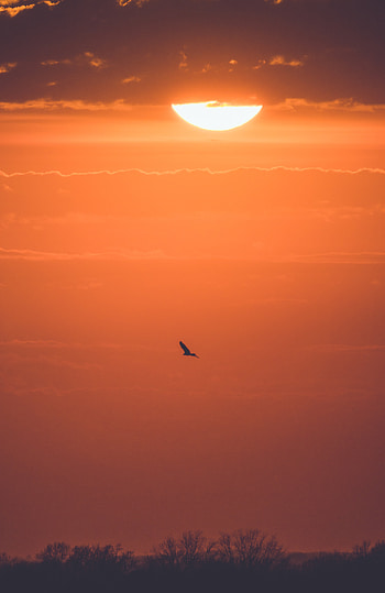 Nature, Sunset, Sun, Bird, Branches HD phone wallpaper