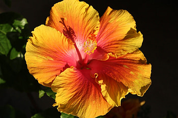 Yellow Hibiscus, nature, flowers, hibiscus, yellow HD wallpaper