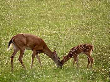 Mother and Her Fawn, mother, grass, fawn, deer HD wallpaper