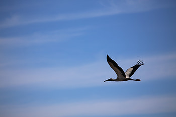 Animals, Sky, Bird, Flight, Stork HD wallpaper