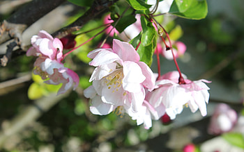 Plants, Flowers HD wallpaper