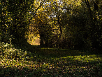 Nature, Trees, Grass, Bush, Forest HD wallpaper