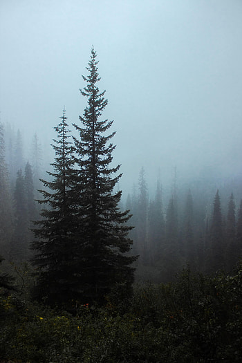 Nature, Trees, Bush, Forest, Fog, Spruce, Fir HD phone wallpaper