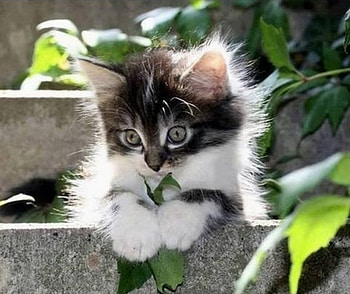 ღ❤ღ, animal, cute, cat, beautiful HD wallpaper