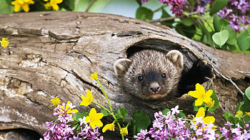 Ferret magnificence, Full , backgrounds, Stunning beauty HD wallpaper