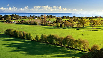 Green fields, nature, , grass, natural, graphy, borders, pastures, green, fields, row, trees, ocean HD wallpaper