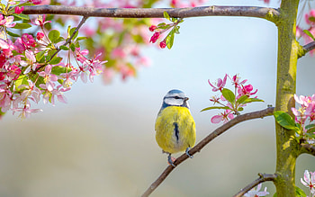 Flowers and Birds , Pink Bird Spring, Nature's Harmony, Vibrant Blossoms HD wallpaper
