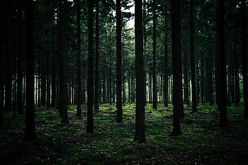 Nature, Trees, Grass, Forest, Moss HD wallpaper