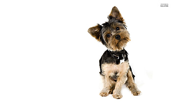 Yorkshire Terrier HD wallpaper