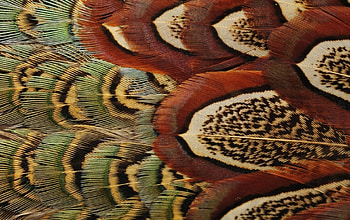 Feathers, black, yellow, green, red, texture, orange HD wallpaper
