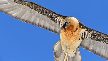 Bearded Vulture, Beardedvulture archives, Vulture conservation, Bearded Vulture conservation HD wallpaper