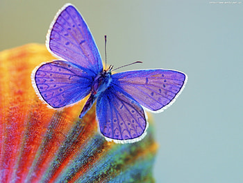 Butterflies, Insects HD wallpaper