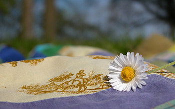 Nature, Flowers, Camomile, Flower, Cloth, Chamomile HD wallpaper
