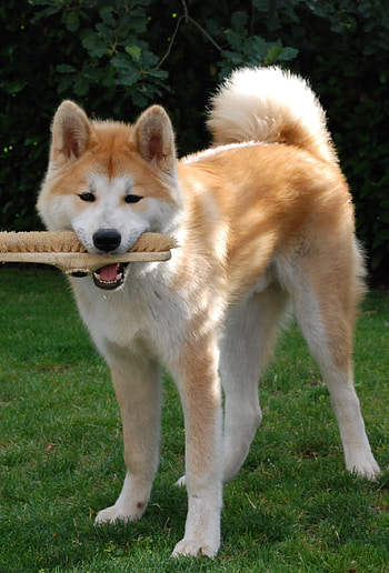 akita , ryan sellers HD phone wallpaper