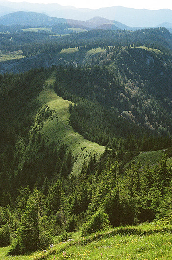 Nature, Trees, Grass, Forest, Hills, Dahl, Distance HD phone wallpaper