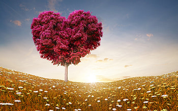 Love Heart Tree, valentine-day, celebrations, heart, love, tree HD wallpaper