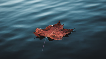 Floating on water, Maple Leaves HD wallpaper