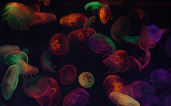 Jellyfish, Dark, Multicolored, Motley, Tentacles HD wallpaper