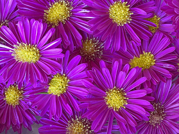 Plants, Flowers, Background, Violet HD wallpaper