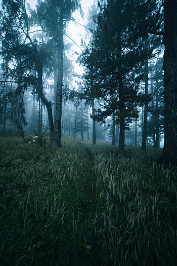 Nature, Trees, Grass, Forest, Fog, Path HD phone wallpaper