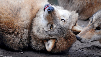 Playing, wolves, wildlife, animals, , cute, nature, wolf, wild HD wallpaper