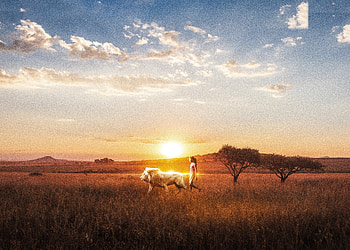 Mia And The White Lion , movies, lion HD wallpaper
