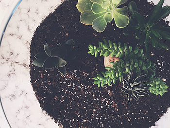 Flowers, Leaves, Indoor Plant, Houseplant, Priming, Ground HD wallpaper