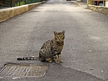 Animals, Sit, Road, Cat, Waiting, Expectation HD wallpaper
