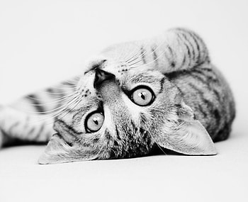 do_you_love_me?, cute, cat, nice HD wallpaper