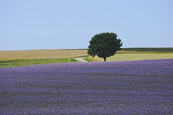Nature, Flowers, Lilac, Wood, Tree, Field, Carpet HD wallpaper