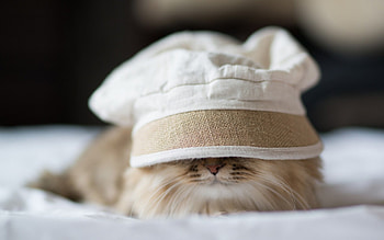 Cat, kitten, sweet, kitty, cats, cute, beautiful, paws, sleeping, cat face, pretty, animals, face, lovely, hat HD wallpaper