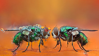 Closeup View Of Green Fly Hornet With Water Drops In Blur Colorful Background Hornet HD wallpaper