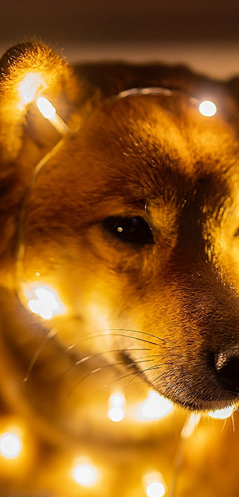 Shiba Inu, Cute puppy, Lights muzzle HD phone wallpaper
