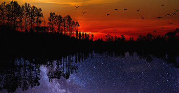Sunset, Forest, Trees, Water, Lake, Birds HD wallpaper