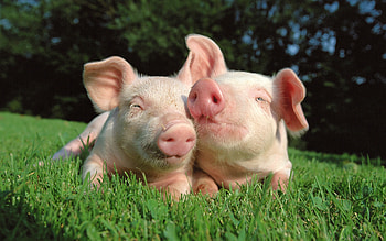 A Cute Baby Pig HD wallpaper